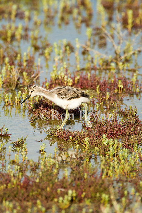 American Avocet