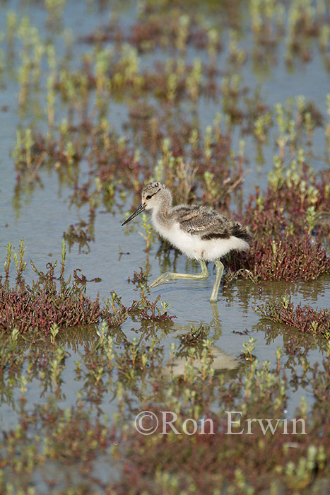 American Avocet