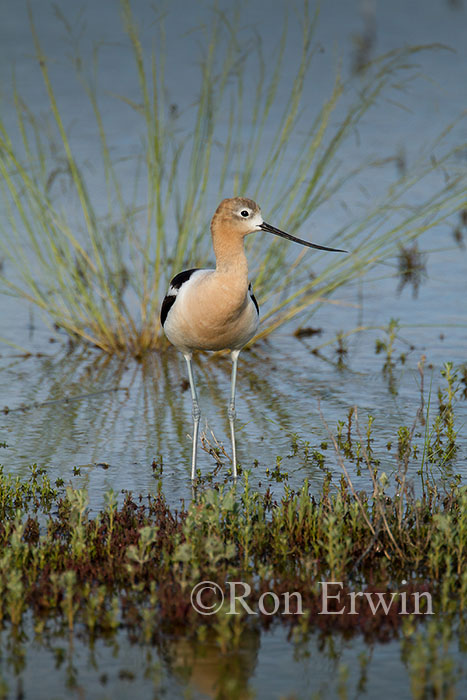 American Avocet