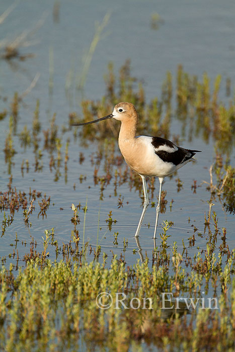 American Avocet