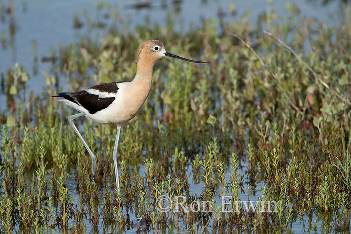American Avocet