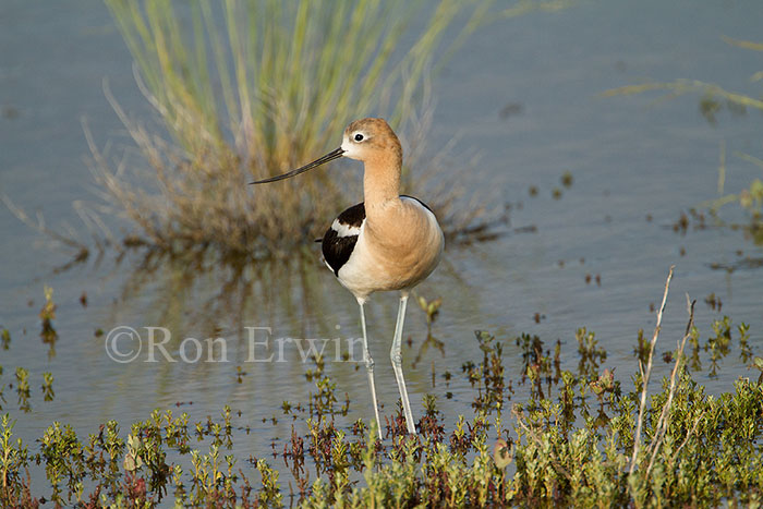 American Avocet