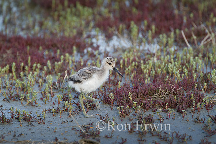 American Avocet Chick