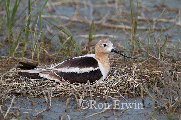 Avocet on Nest