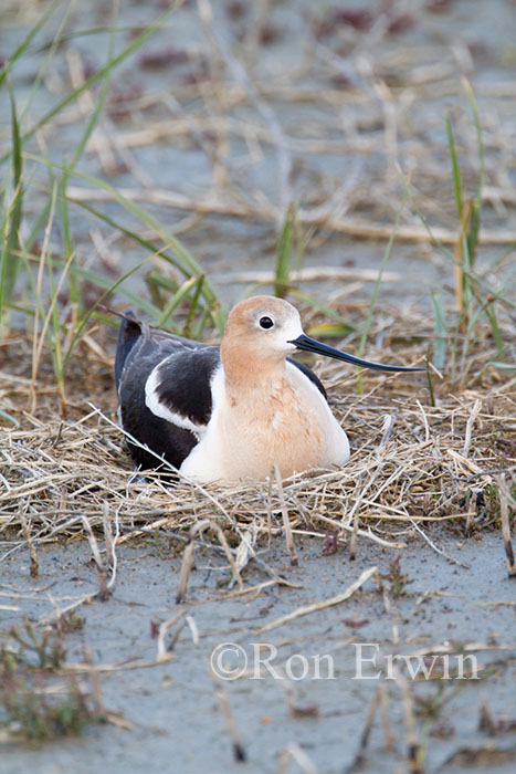 Avocet on Nest