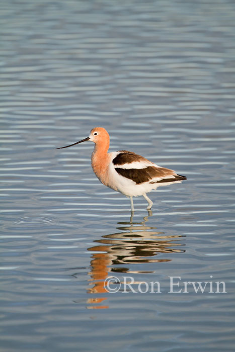 Wading Avocet