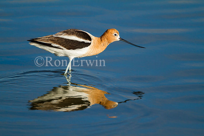 Wading Avocet