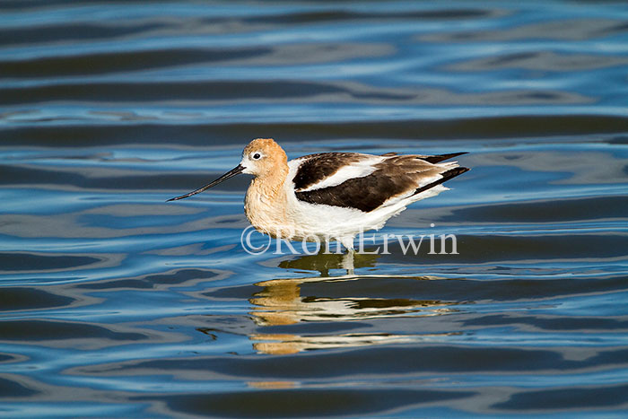Wading Avocet