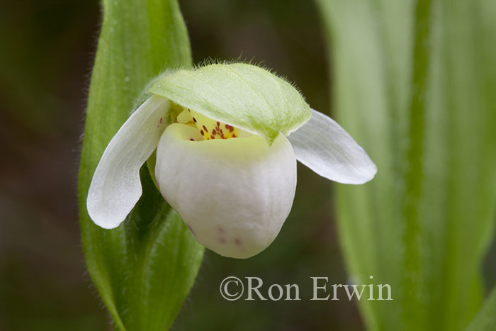 Franklin's Lady's Slipper