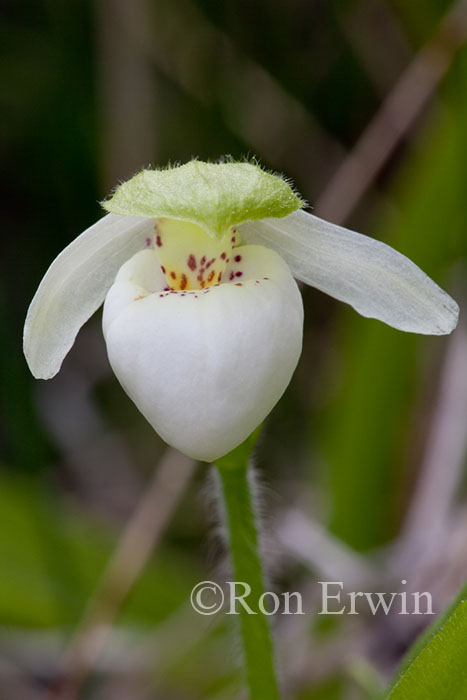 Franklin's Lady's Slipper