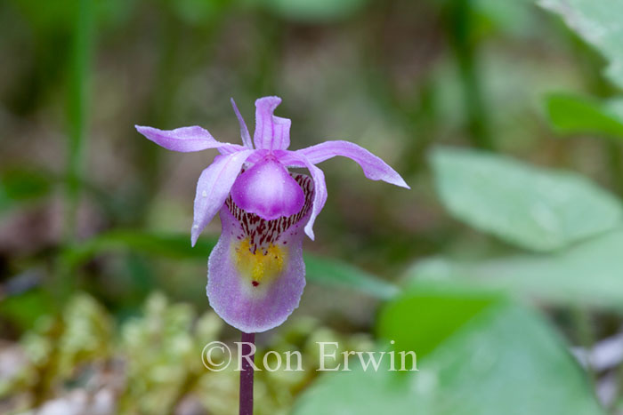 Calypso Orchid
