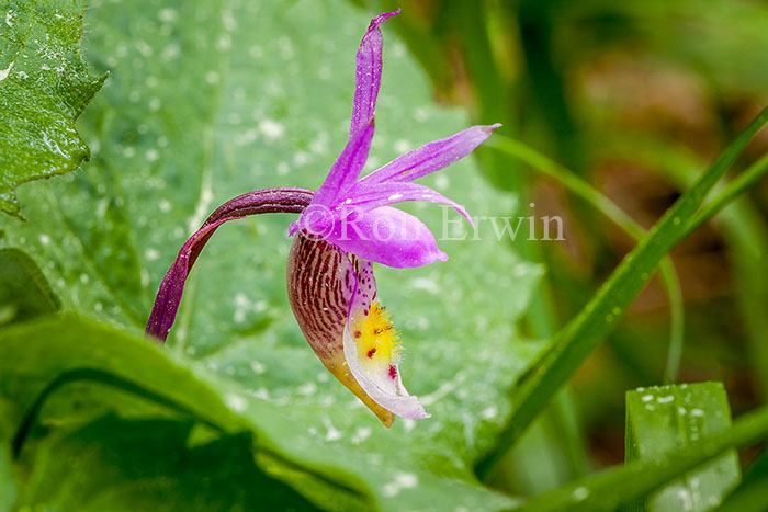 Calypso Orchid