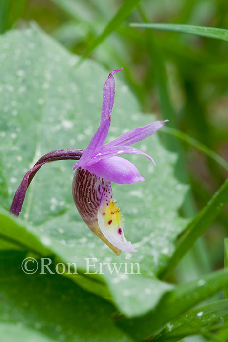 Calypso Orchid