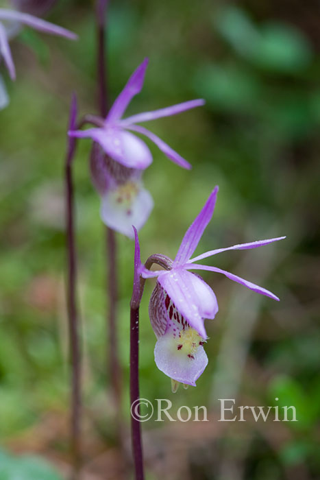 Calypso Orchid