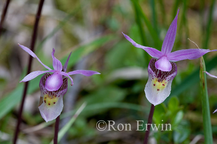 Calypso Orchid
