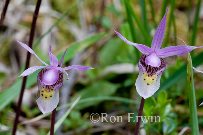 Calypso Orchid