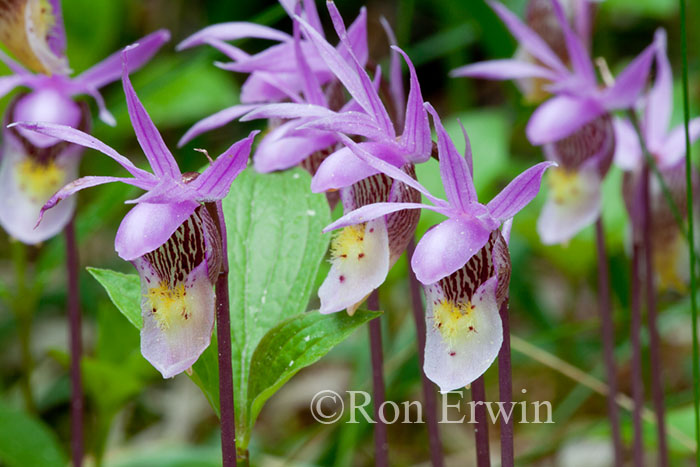 Calypso Orchid