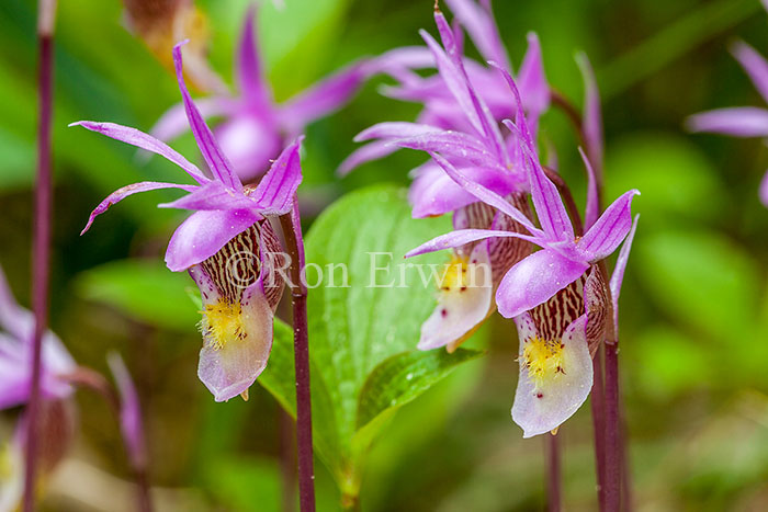 Calypso Orchid