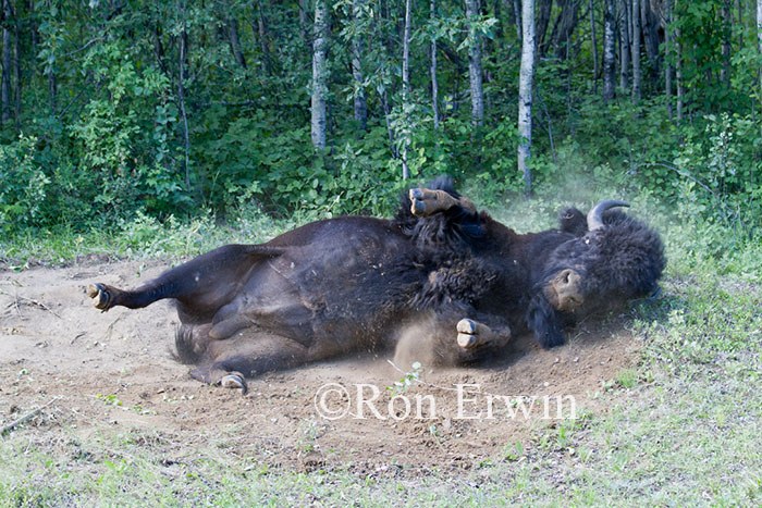 Bison Wallowing