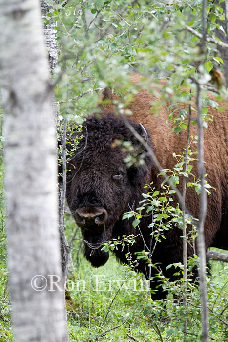 Bison in Trees