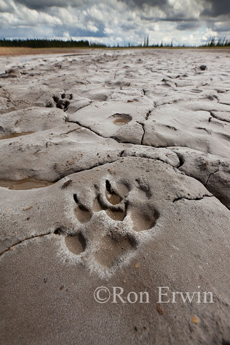 Salt Flats Wood Buffalo National Park