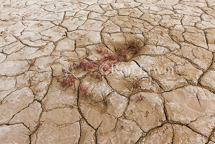 Wood Buffalo National Park Salt Plains