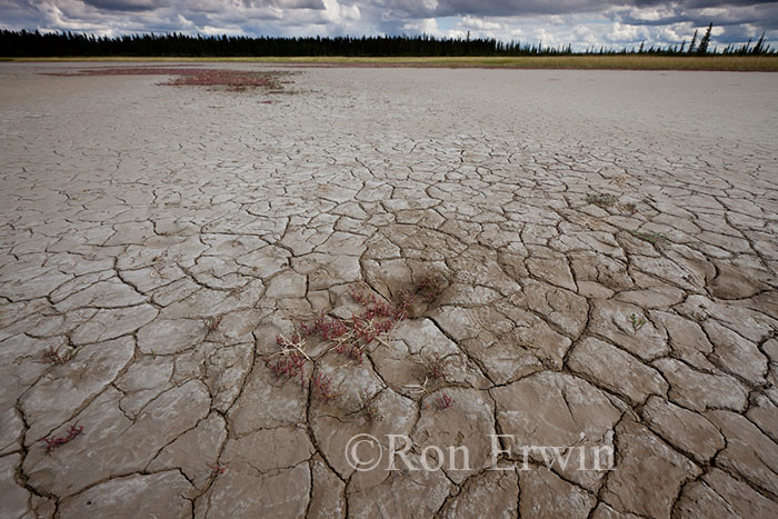 Wood Buffalo National Park Salt Plains