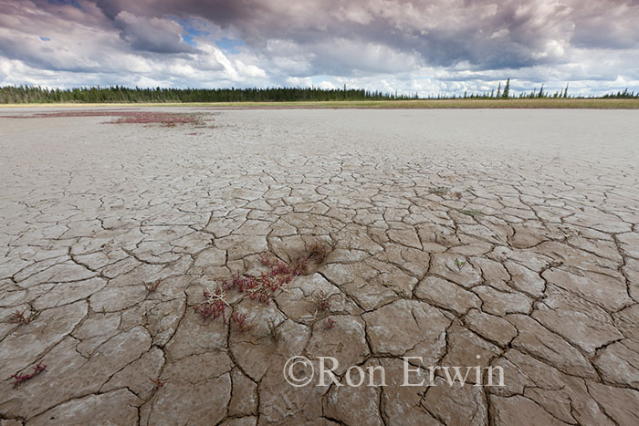 Salt Plains, Wood Buffalo National Park, NWT/AB
