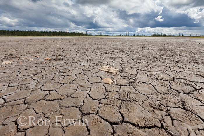 Wood Buffalo National Park Salt Plains