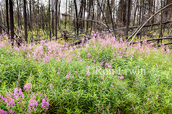 Fireweed and Boreal Forest