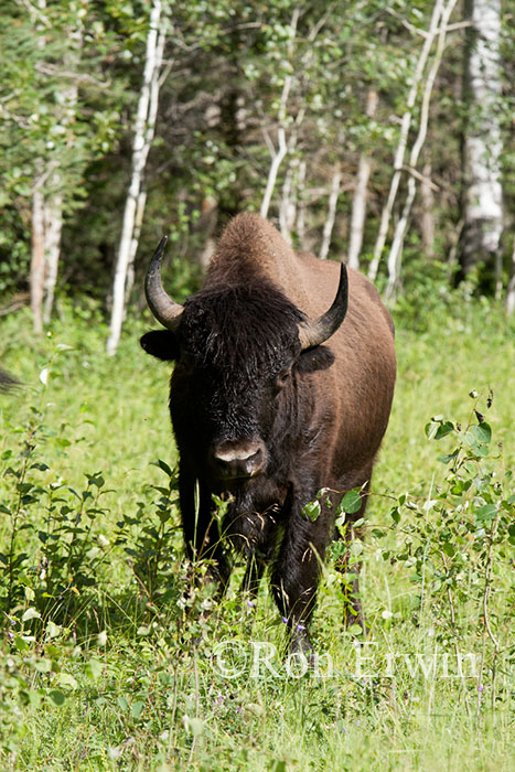 Bison