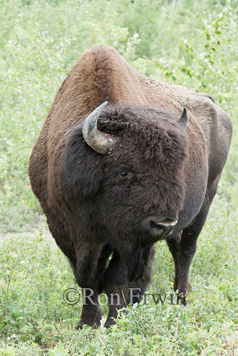 Bison