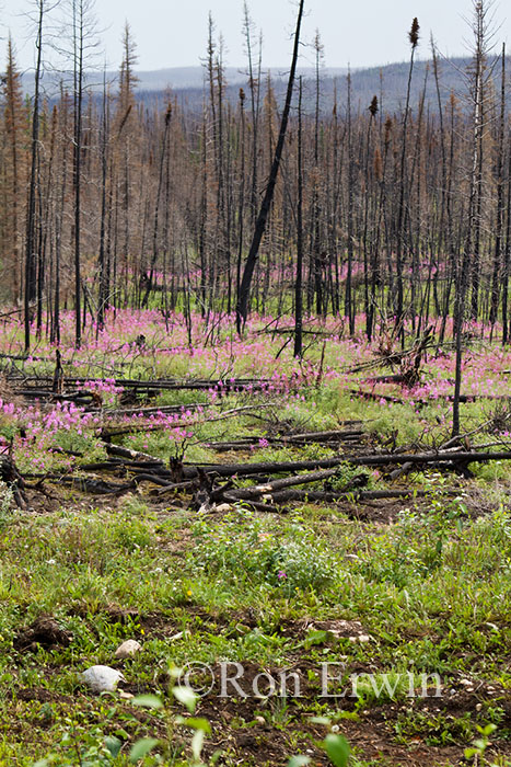 Burned Forest