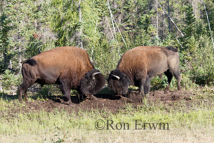 Bison Fighting