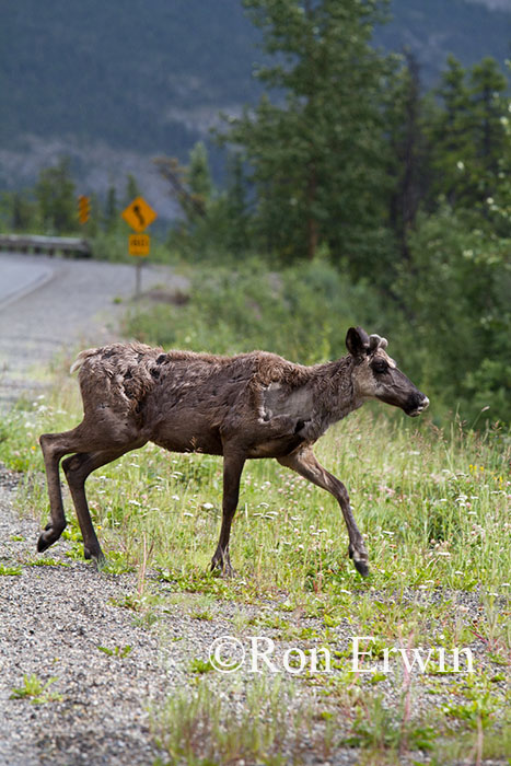 Caribou