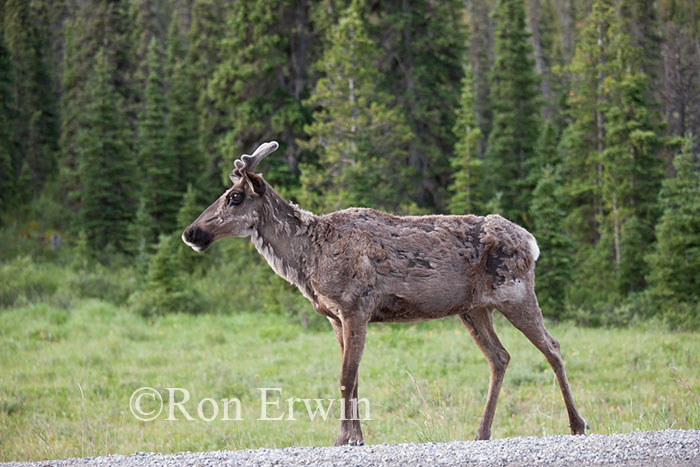 Woodland Caribou