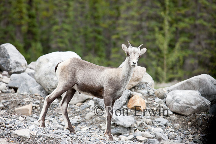 Stone Sheep Lamb