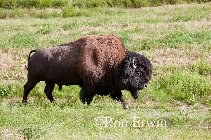 Wood Bison