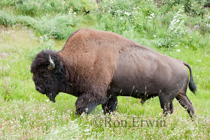 Wood Bison