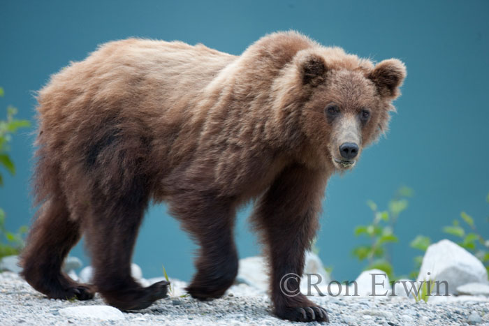 Grizzly