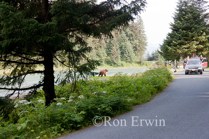 People Chasing Bears