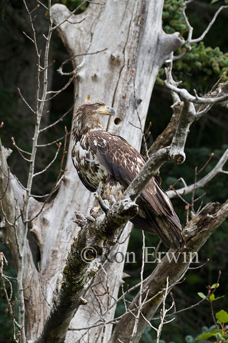 Juvenile Bald Eagle