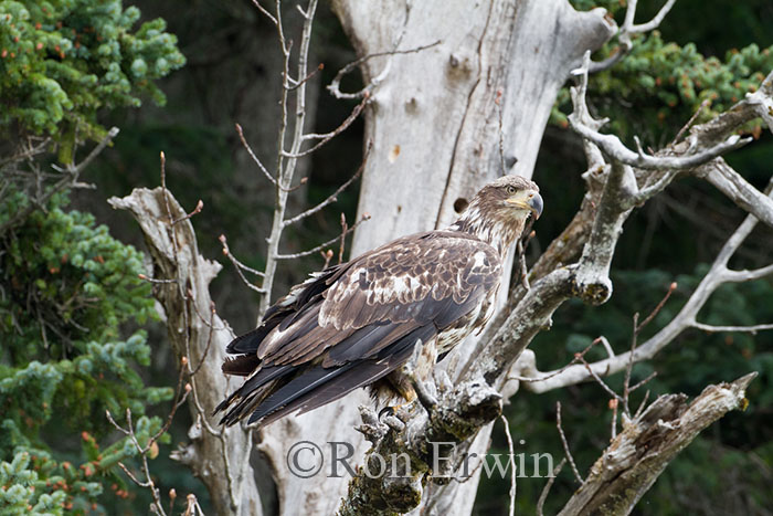 Juvenile Bald Eagle