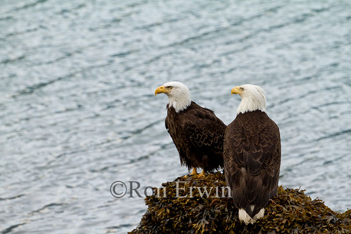 Two Bald Eagles