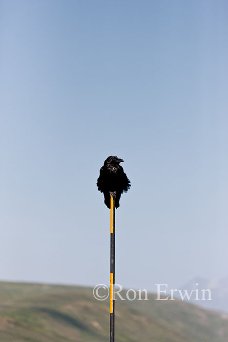 Raven