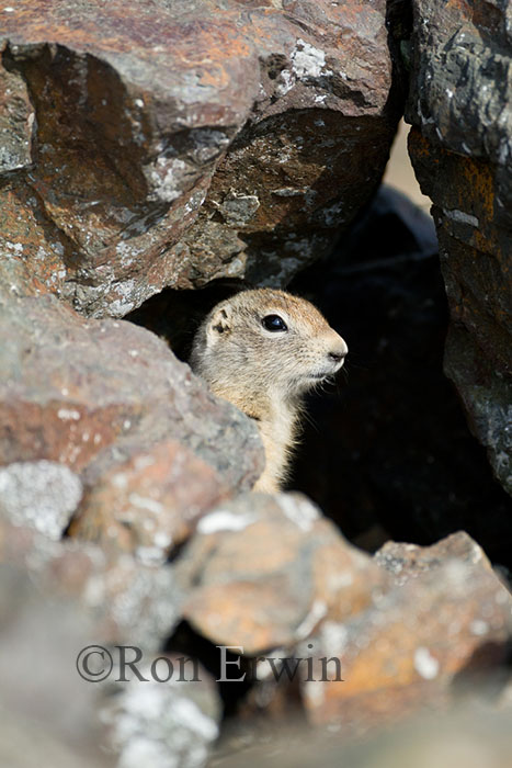 Arctic Ground Squirrel