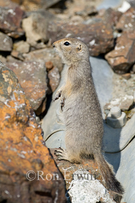 Standing Ground Squirrel