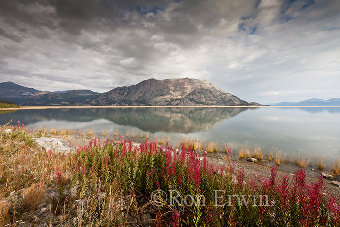Fireweed and Tachal Dhal