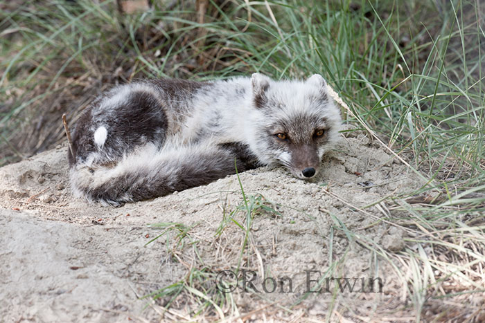 Arctic Fox
