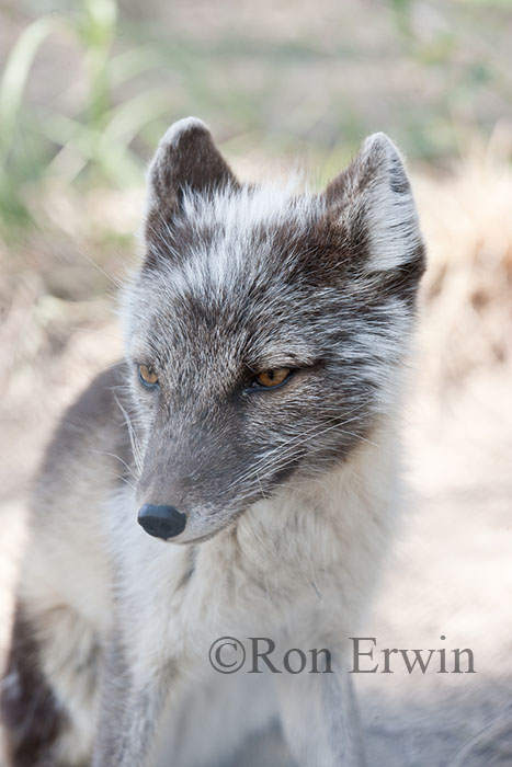 Arctic Fox
